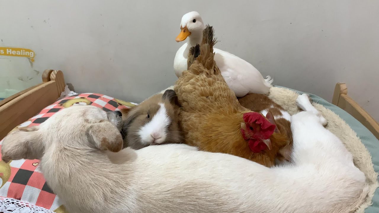 The puppy became a qualified mother, and the hen, kitten, rabbit and duck all loved her! So funny!