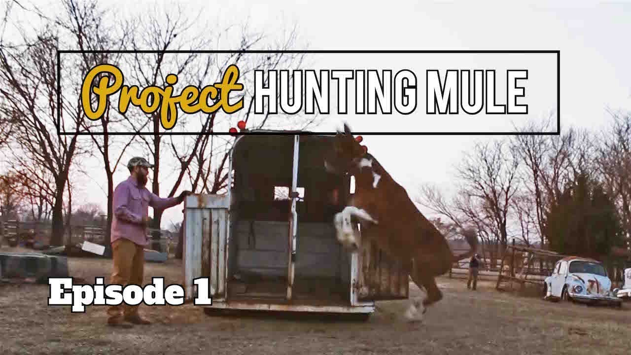 Loading a WILD mule into a trailer!!!! This guy is GREEN!
