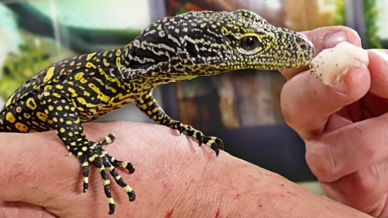 UNBOXING A DINOSAUR!! BABY CROC MONITOR!!! | BRIAN BARCZYK