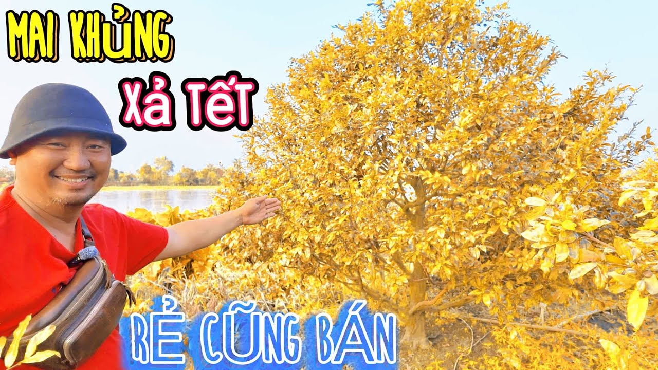 Rẻ Cũng Bán! Vinh Cao Nguyên báo giá Tết mai vàng tàng khủng rẻ nhất Long An ngay Bến Đò Long Thạnh