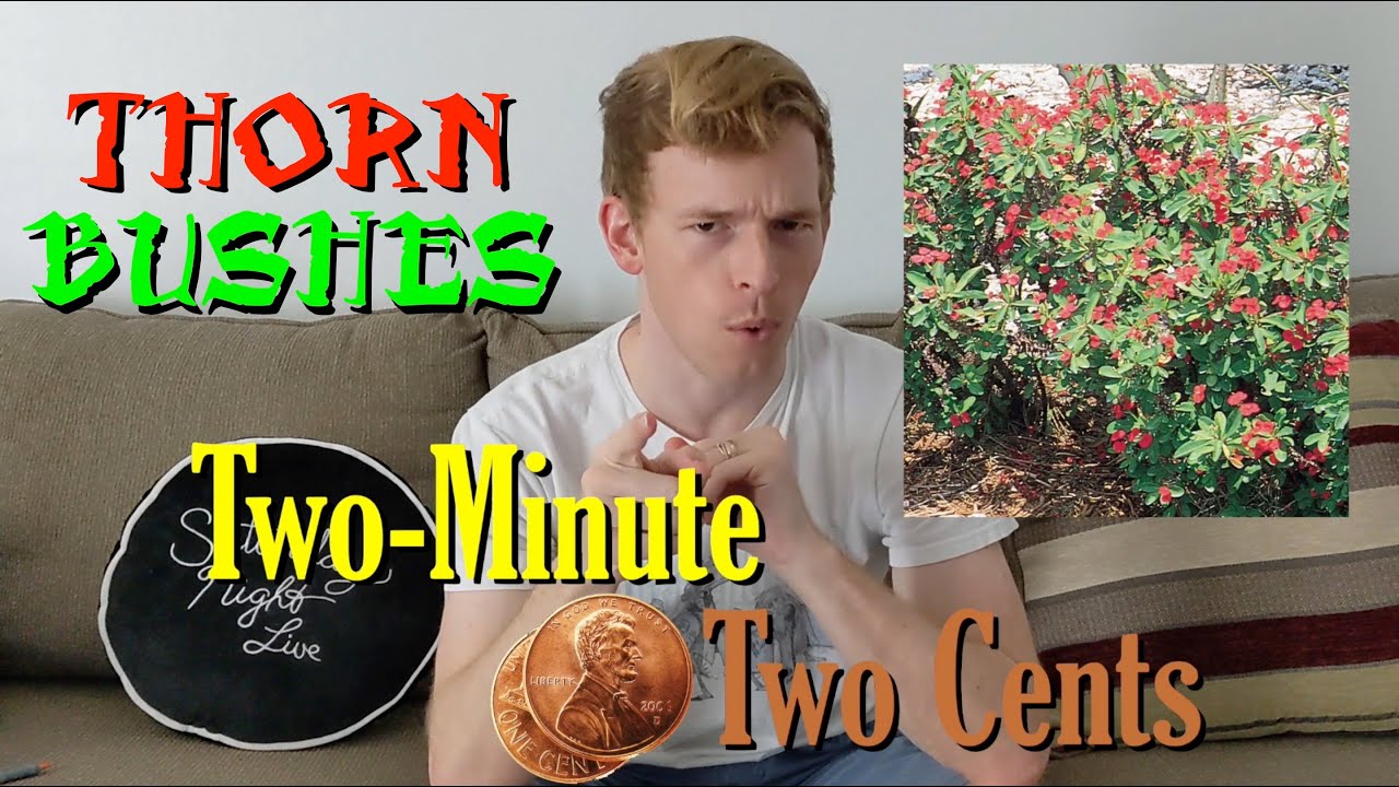 Thorn Bushes - Two-Minute Two Cents