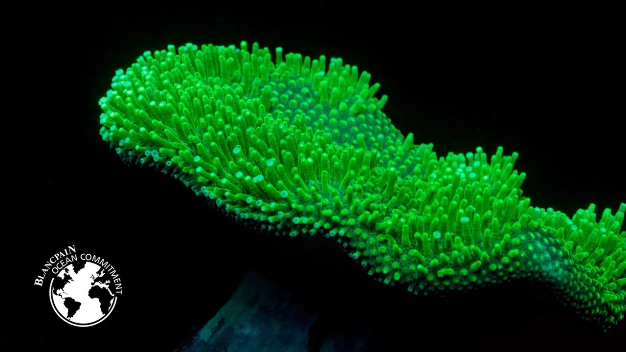 Biopixel | Resurrecting the reef – Blancpain
