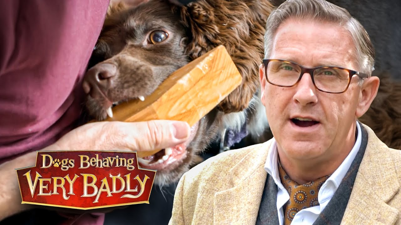 Dogs Who Destroy Their Owners’ Homes… And Their Sanity!