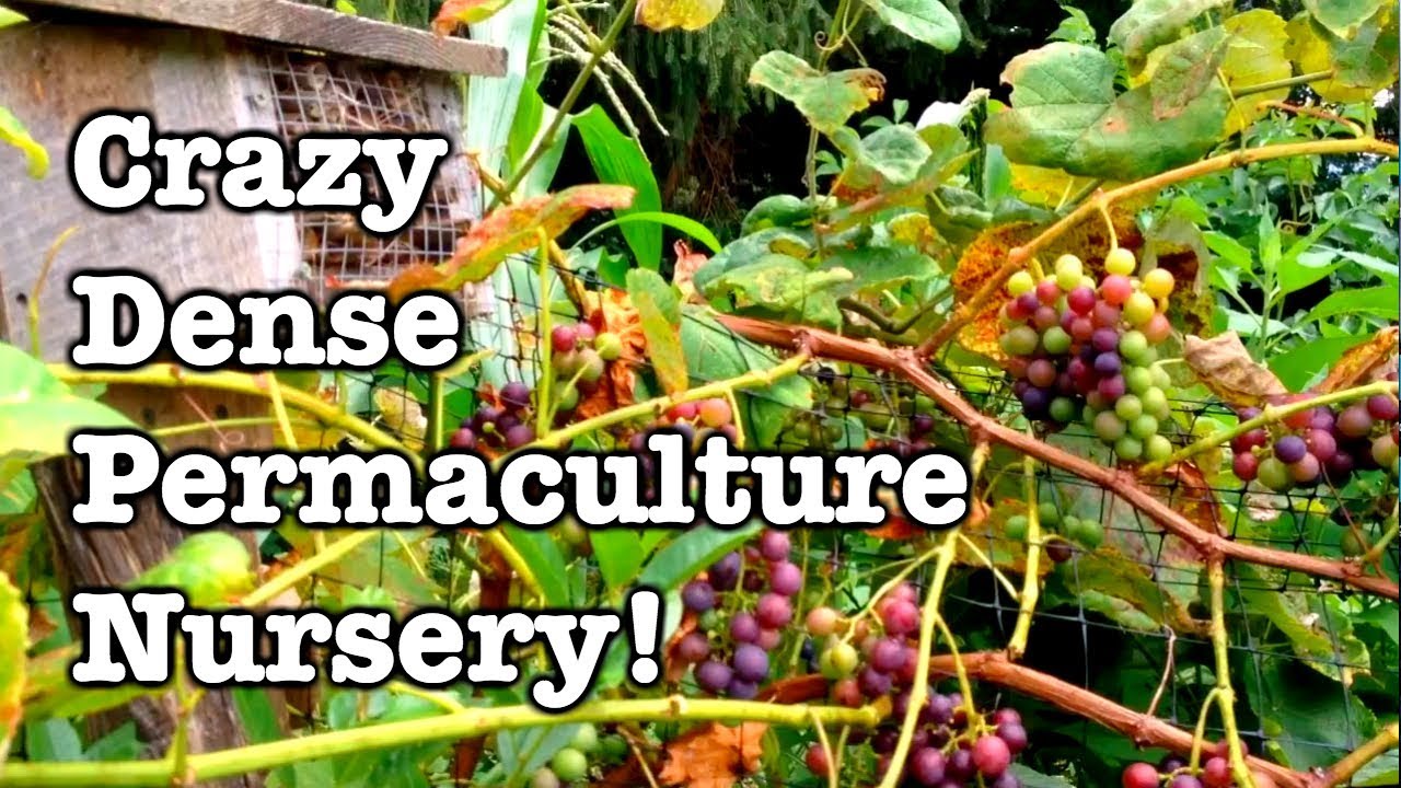 Super High Density Nursery - Can it work?