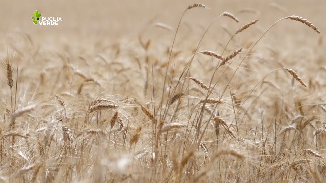 FILIERA DEL GRANO