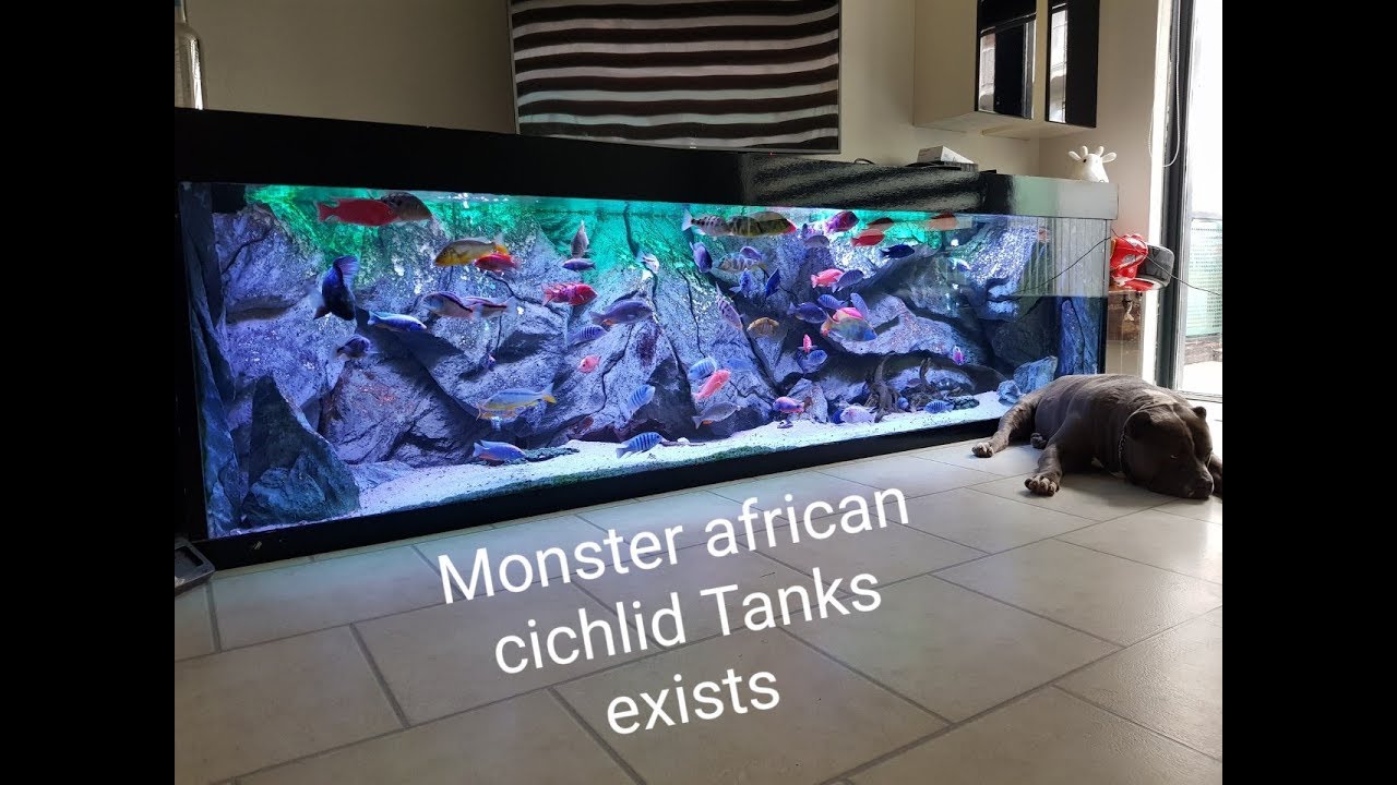 Best looking and most colorful african cichlid tank on youtube