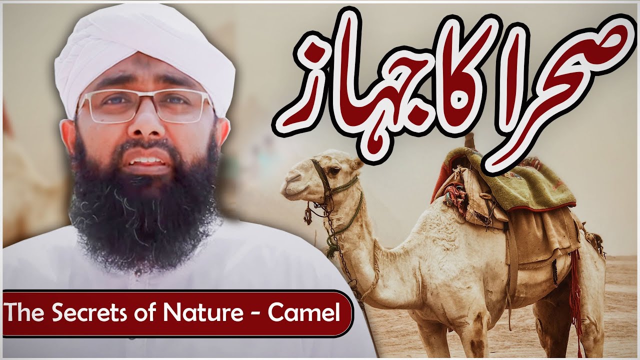 Oont Ke Baray Mein Dilchasp Malomat | صحرا کا جہاز | Latest Research on Camel |  Camel Documentary