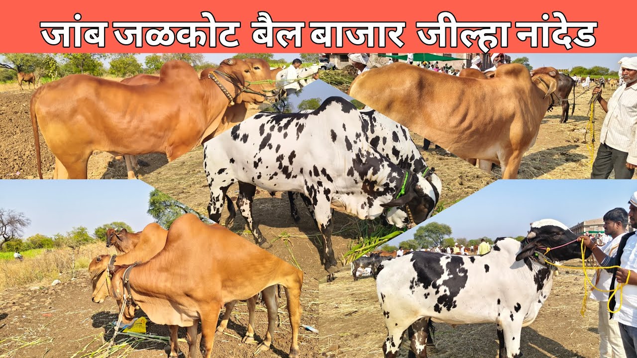 दि.20 फेब्रुवारी 2026 !! सुप्रसिद्ध जांब-जळकोट बैल बाजार जील्हा नांदेड 