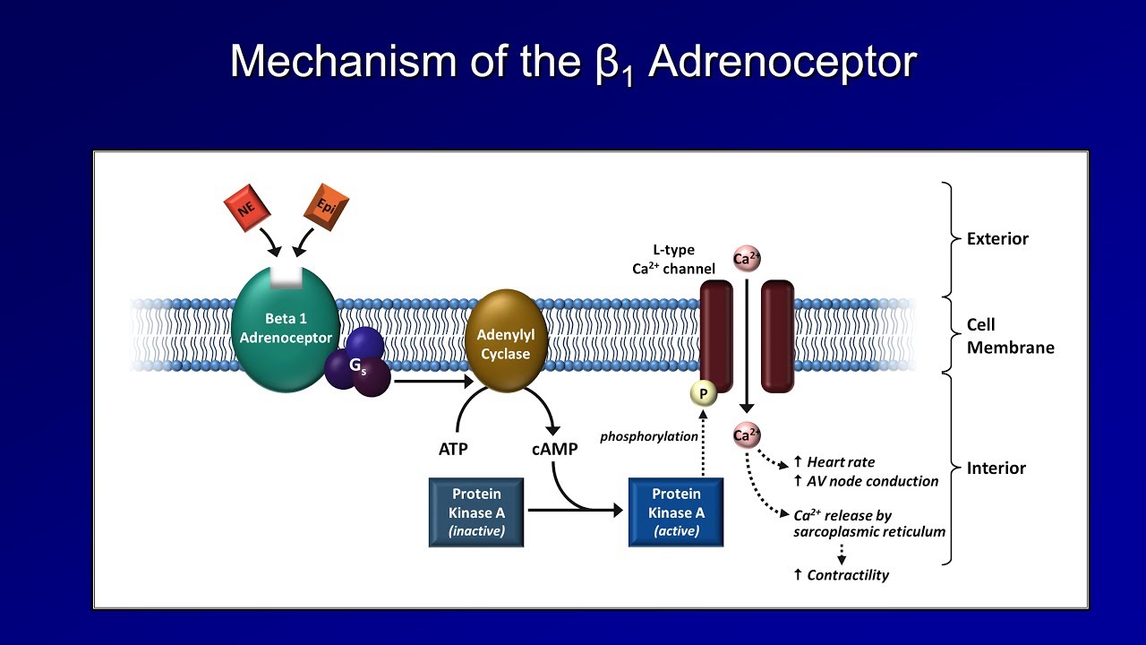Antiarrhythmics (Lesson 3 - Beta Blockers)