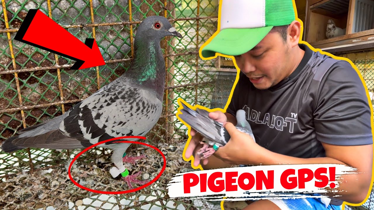 NAGLAGAY AKO NG GPS PIGEON TRACKER SA KALAPATI KO! NAMANGHA AKO 😱