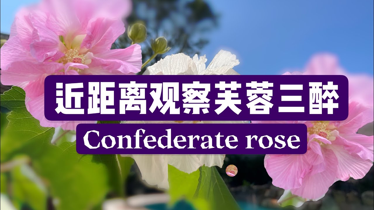 近距离观察芙蓉三醉