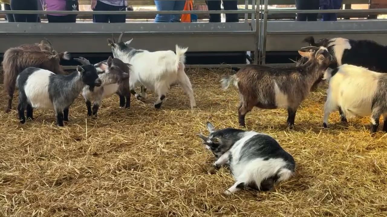 🚨 LIVE Triple Pygmy birth! 🚨