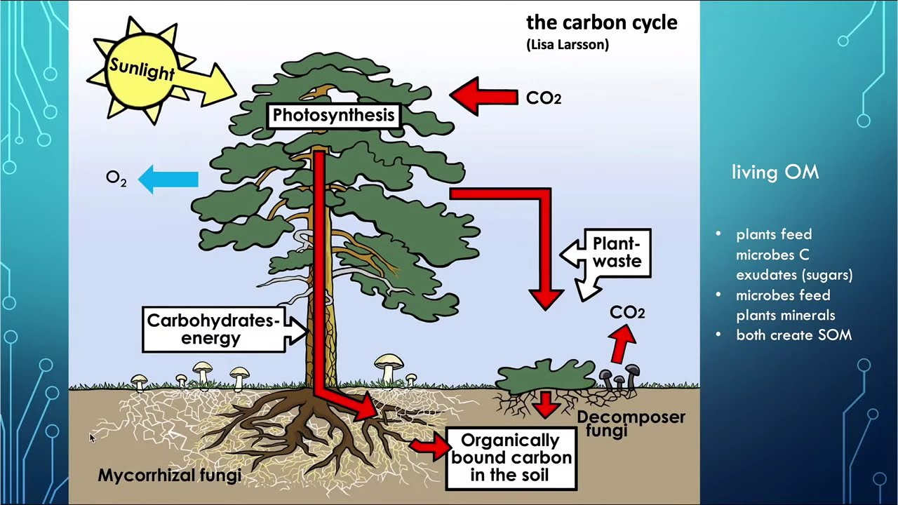Lesson 1.2 - Soil organic matter