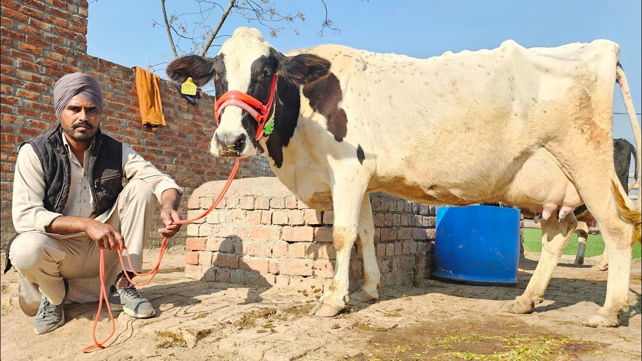 15 ਤੋ 22ਲੀਟਰ ਵੈੜਆ ਬਿਲਕੁਲ ਜਾਇਜ ਰੇਟ। cows for sale/vadiya farm/13-12-23
