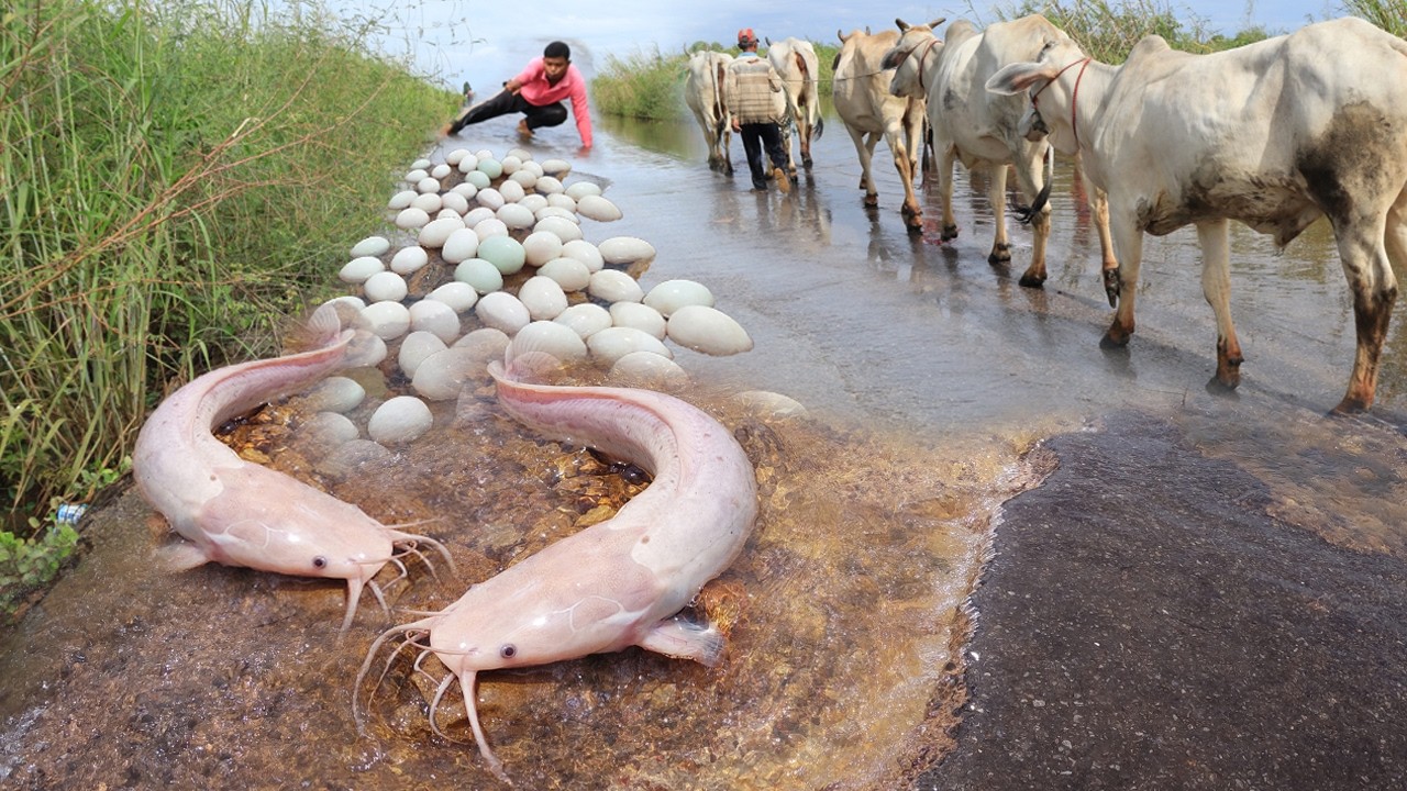 Best hand catch a lot of fish 🐠  by hand on the road when flooding water
