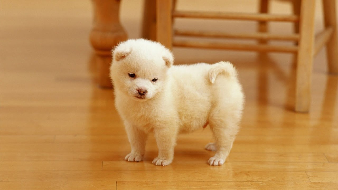 20 Cute And Adorable Puppies Compilation 2017 - Pets of Instagram [NEW]