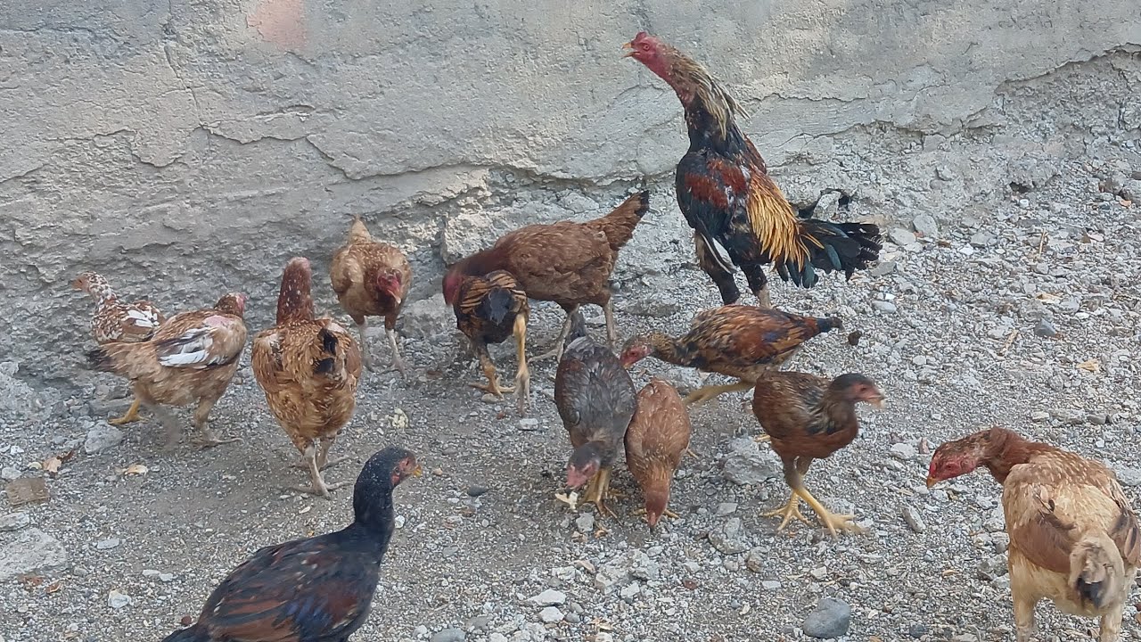 Tüm sürüyü şehire getirdim iki hint horozum birbirine girdi
