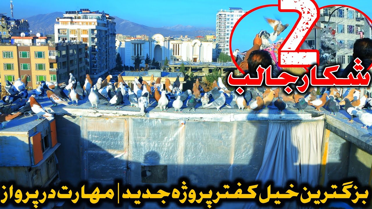 مستند ۲ شکار جالب- برای اولین بار بهترین کفتر بازی با بزگترین خیل | for first time special Skills