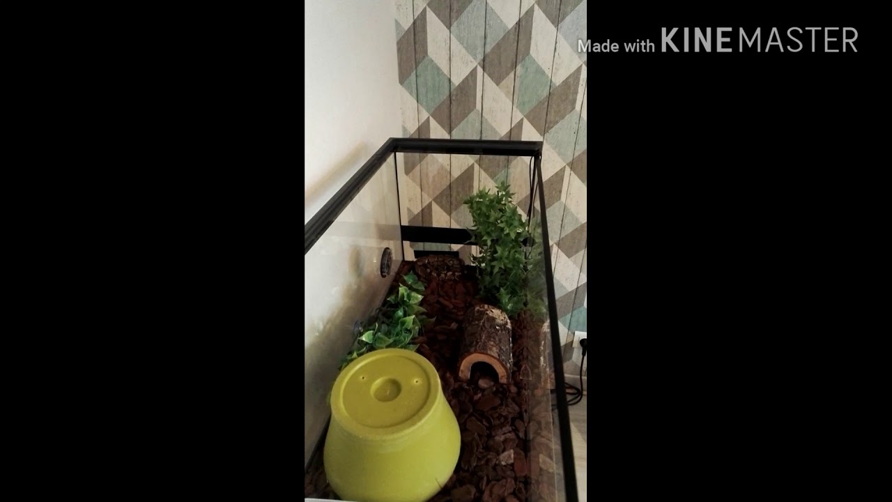 Nourrissage Serpent (python regius)