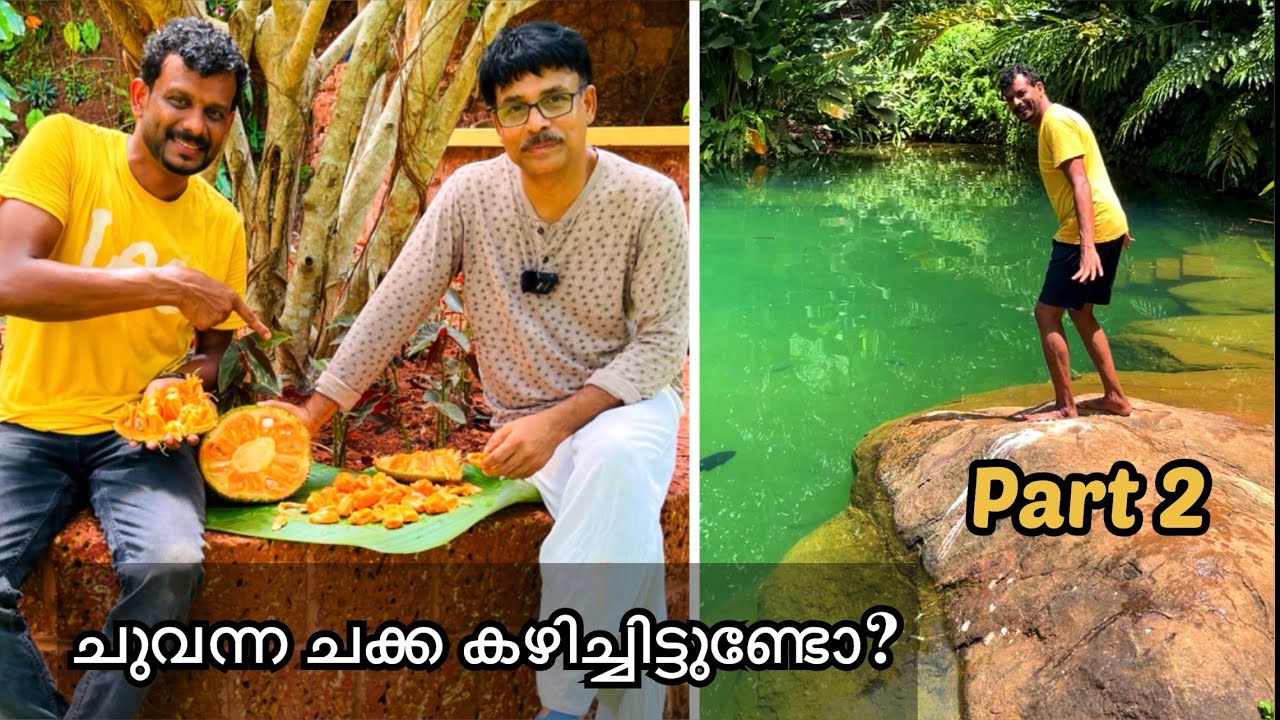 250 വർഷം പഴക്കമുള്ള ക്ഷേത്രത്തിലെ പാലമരം ഇനി ചെങ്കൽ കോറി വനമാക്കി മാറ്റിയ മുസ്ഥഫയുടെ വനത്തിൽ..
