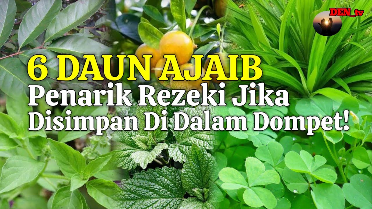 DAUN MALAIKAT MIKAIL! 6 Daun Penarik Rezeki Dan Pembawa Keberuntungan , Daun Penarik Rezeki !!!
