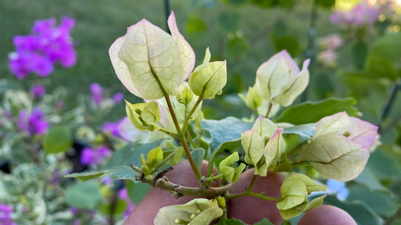Highlighting the growth habit of bougainvilleas! 10/2/2021