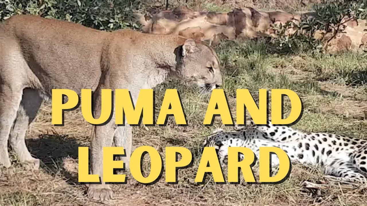 Playtime Is Over!  Blaze The Puma And Shailoh The Leopard At Cheetah Experience
