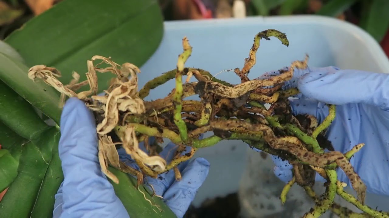 invasion de hongos en sustrato de orquídea