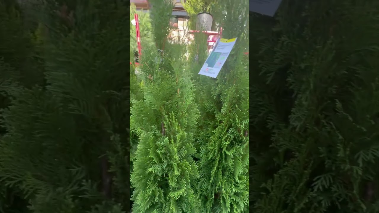 Emerald Green Arborvitae &lsquo;Smaragd&rsquo; | #Shorts | Cool Places