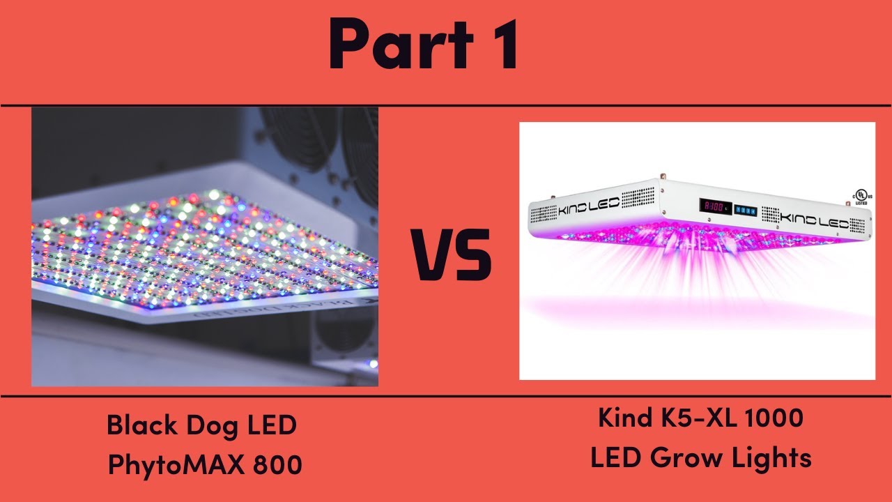 Black Dog LED PhytoMAX 800 vs. Kind K5-XL1000 LED Grow Lights - Part 1