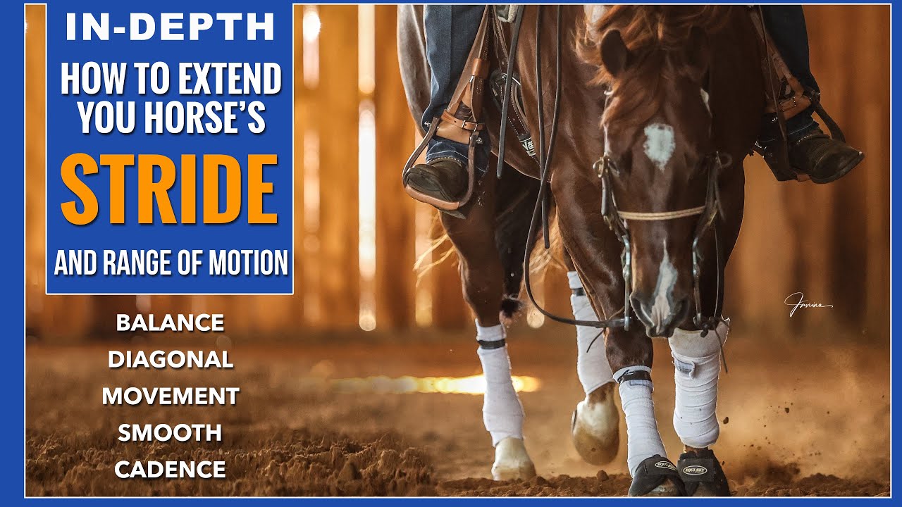 How to Extend & Balance Your Horses Stride! 5 VERY Effective Exercises!