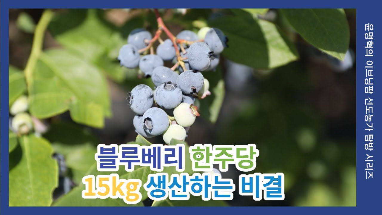 [이브닝팜] 블루베리 한주당 15KG 생산하는 비결 #농업 #블루베리 #선도농가