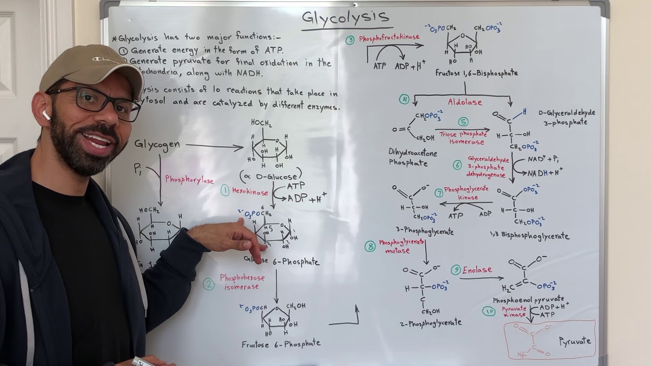 Steps of Glycolysis