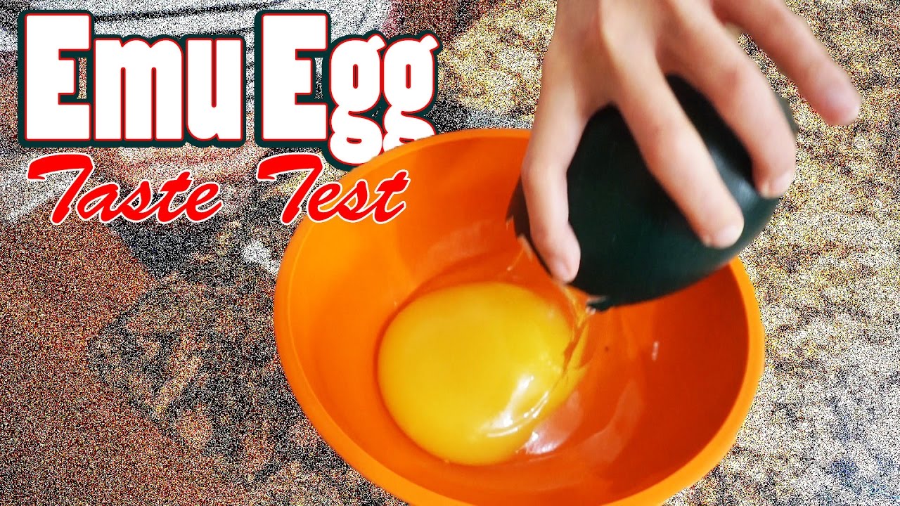 Cooking an Emu Egg! | We Try an Emu Egg for the First Time | Quail Egg - Emu Egg Taste Test