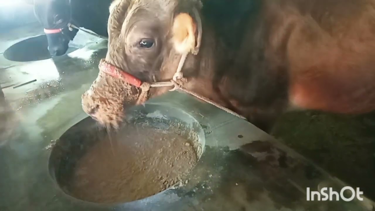 গরুকে দানাদার আর খড় একত্রে দিলে কি লাভ 🤔