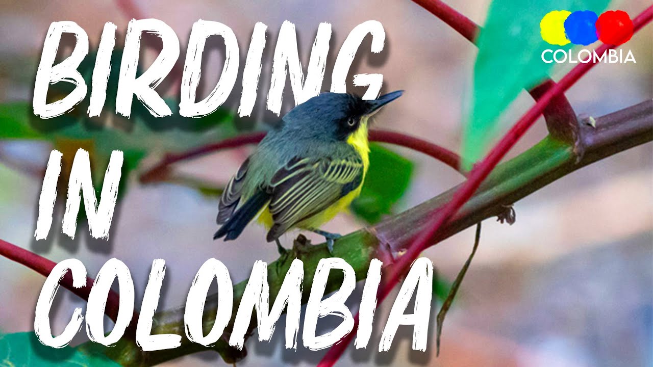 Birding in Colombia - Colombia Birdwatching