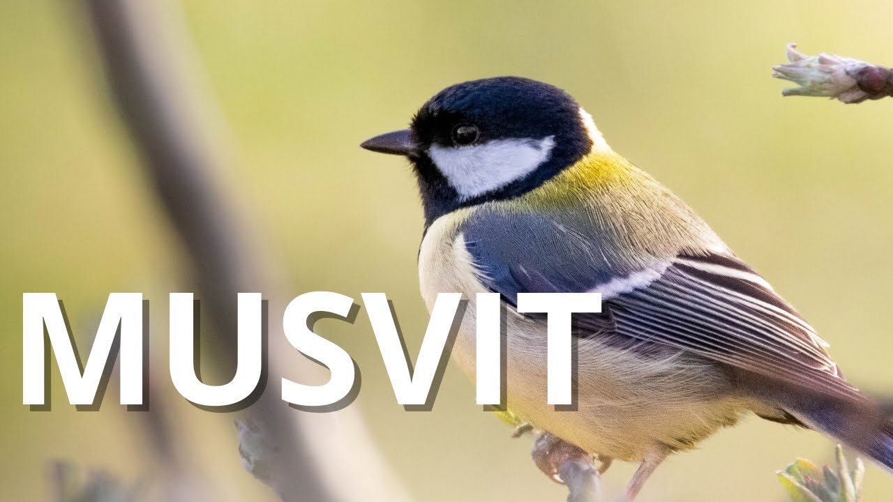 Musvitten – Danske fugle på 3 minutter | Vilde Danmark