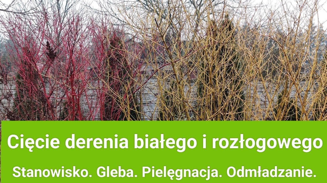 Cięcie derenia białego i rozłogowego. Stanowisko. Gleba. Pielęgnacja. Odmładzanie.