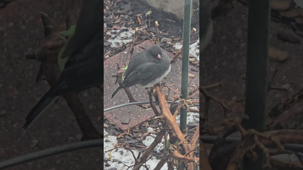Dark-eyed Junco borb in the January cold 🥶