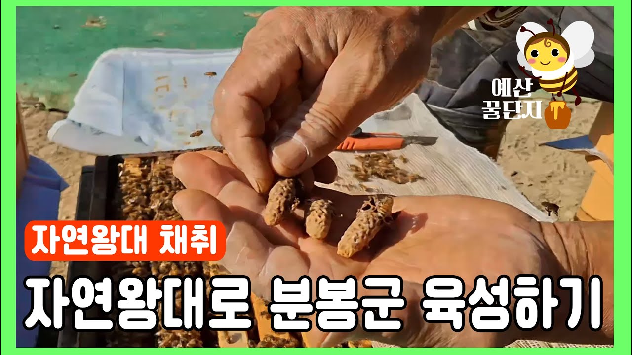 자연왕대를 이용한 분봉