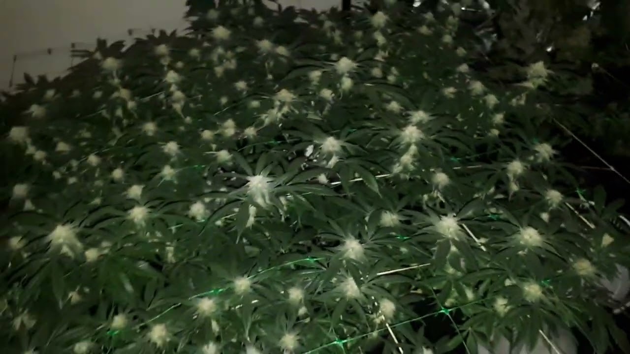 1Plant 4x4 area day23 Black Do-Lato Jordan of the Islands