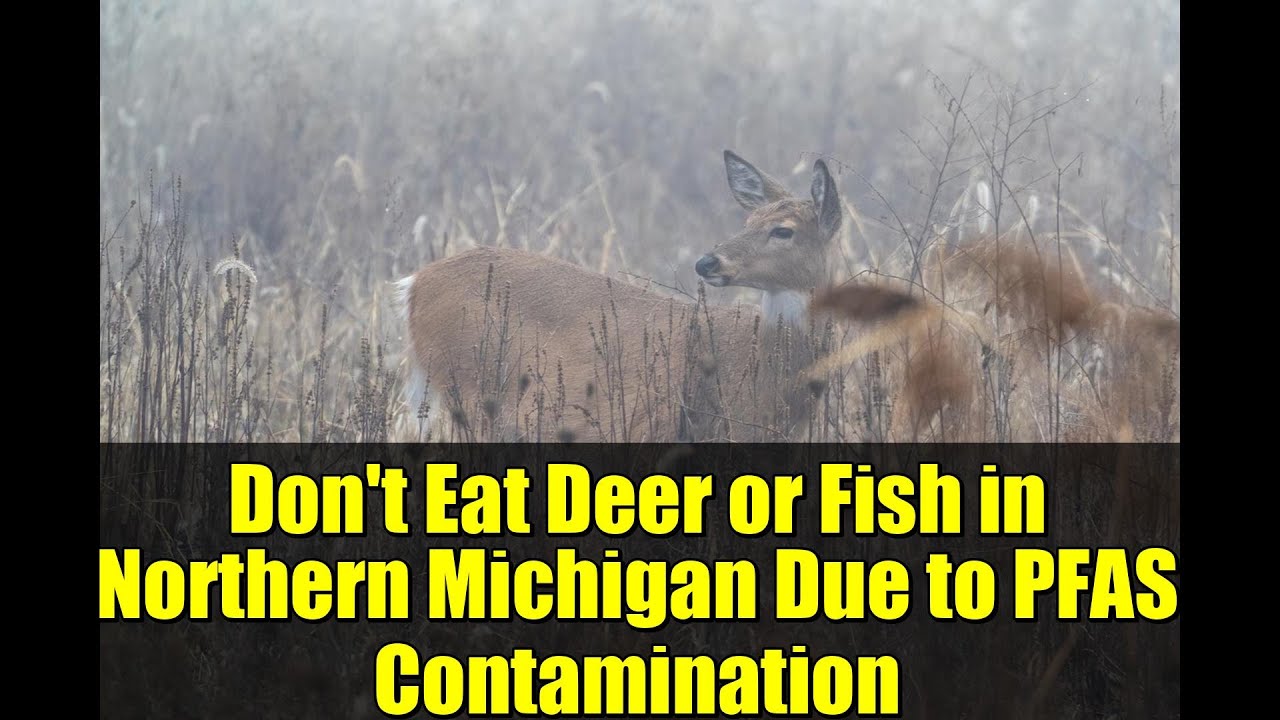 Don't Eat Deer or Fish in Northern Michigan Due to PFAS Contamination | Health Advisory