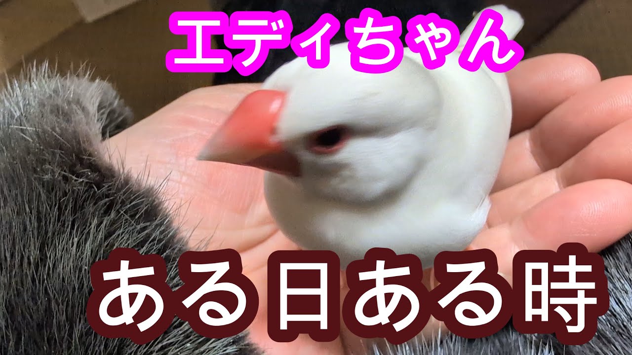 ある日ある時のエディちゃん　白文鳥2026　White sparrow2026