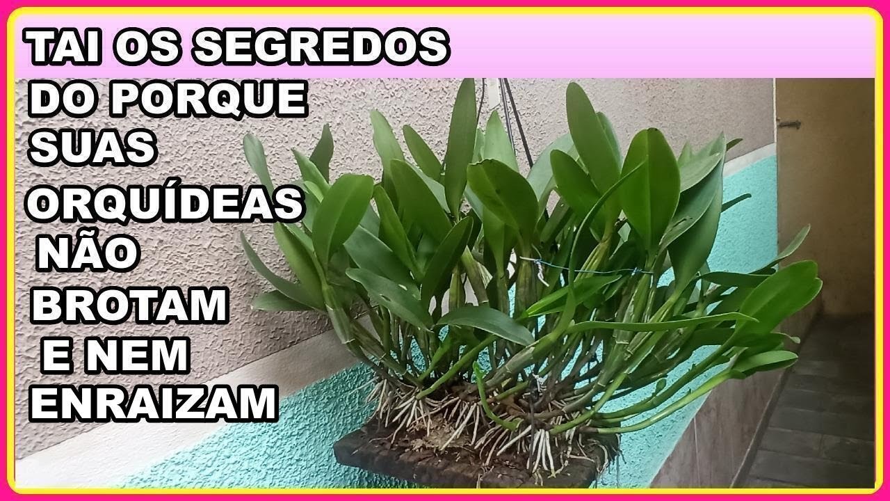 ESTE É O VERDADEIRO SEGREDO DAS BROTAÇÕES E ENRAIZAMENTO NAS ORQUÍDEAS SEM MENTIRAS E INVENÇÕES