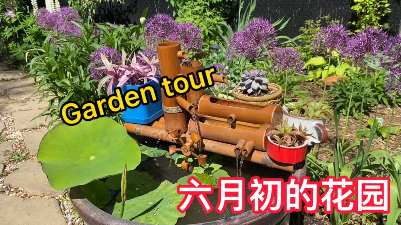六月初的花园 | 端午节后花园里的花 | Garden tour | Costco 伊藤牡丹第二年