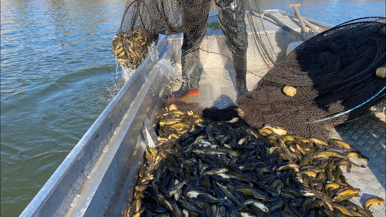 Ilyen a Törpeharcsa gyérítés!👀 Halászat az Alcsi Holt-Tiszán!