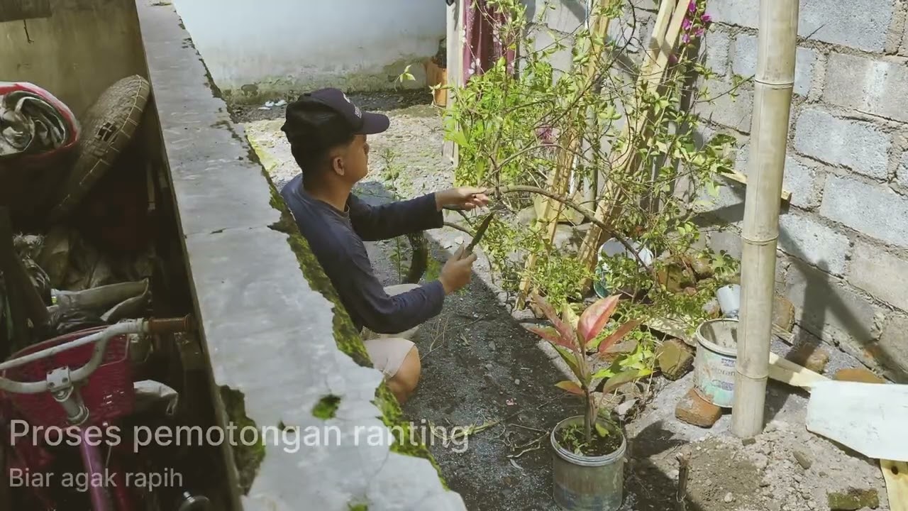 Hari ke 2 bikin mini aviary di samping rumah 