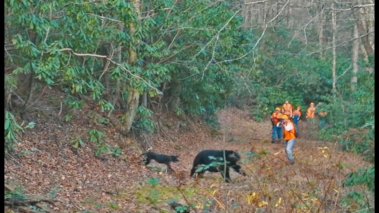 Лучший фильм об охоте на медведя-гончих всех времен