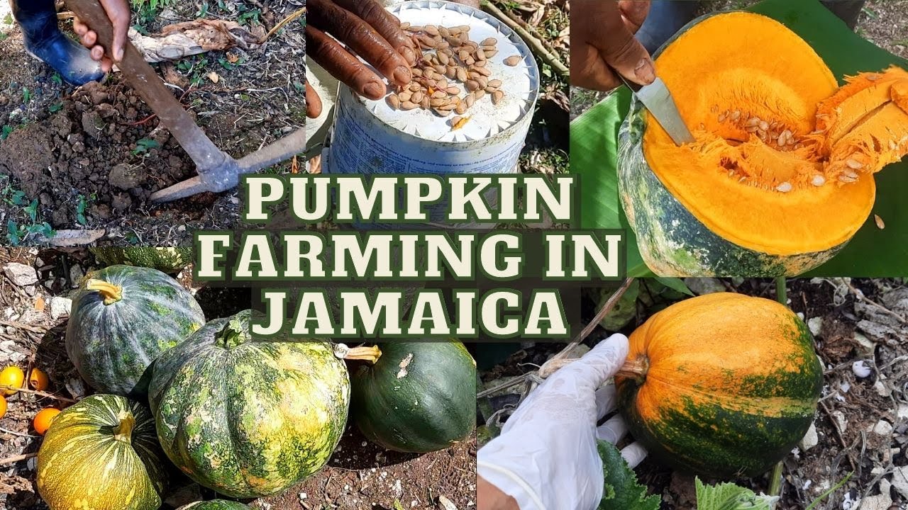 Pumpkin HARVEST / PLANTING / BENEFITS / HOW to TELL a Pumpkin is RIPE / Pumpkin Farming in JAMAICA