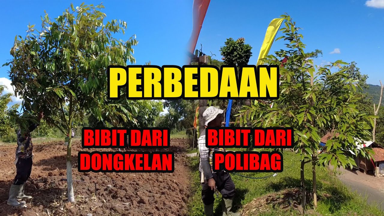 Bibit Durian Dongkelan Sama Bibit Durian Polibag Mana Yang Lebih Baik ?